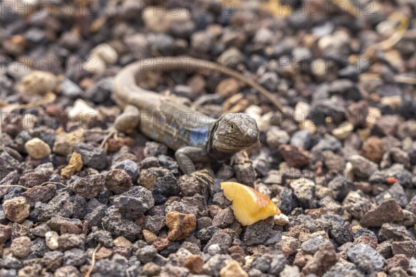Male Canary Island lizard (Gallotia galloti), Tenerife, Canary Islands, Spain, Europe