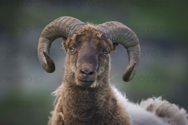 Brown and white ram with round horns, sheep, Mykines, Útoyggjar, Faroe Islands, Denmark, Europe