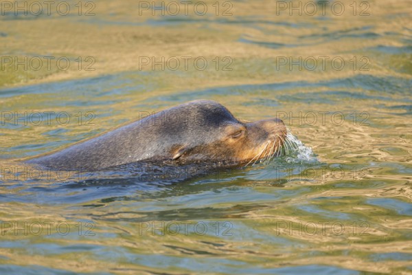 California sea lion (Zalophus californianus), at the shore of the sea, captive, Germany, Europe
