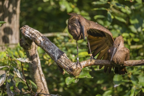 A hamerkop (Scopus umbretta) rests on a branch of a tree, a second one stretches a wing. Green