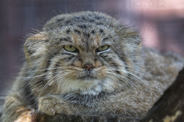 Portrait of a Pallas's cat (Otocolobus manul) or Manul. Near Threatened species on the IUCN Red