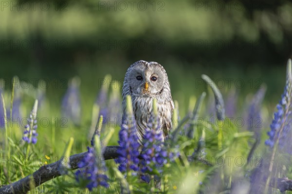One Ural owl (Strix uralensis) sitting on a branch lying in a field of flowering lupines in late