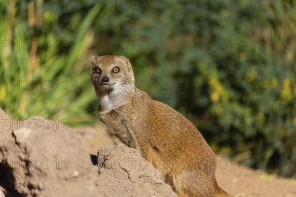 One yellow mongoose, Cynictis penicillata, or red meerkat walking over sandy terrain