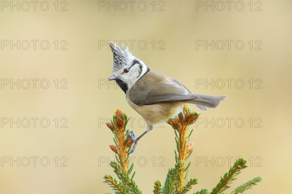 Crested Tit (Parus Scalloped ribbonfish) sitting on a spruce top, Wildlife, Animals, Birds,