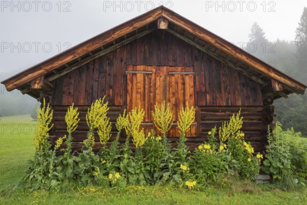 Old barn with some yellow flowers growing in front of it, Mittenwald, Bavaria, Germany, Europe