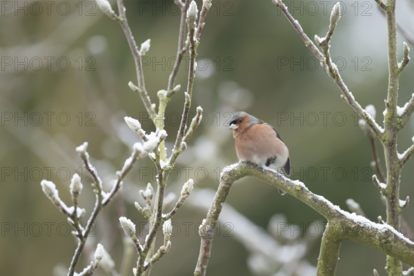 Eurasian chaffinch (Fringilla coelebs) adult male bird on a snow covered garden Magnolia tree in