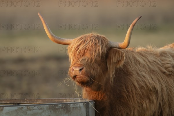 Highland cattle or cow (Bos taurus taurus) adult farm animal eating hay from a trough, England,