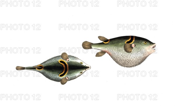 Fish, Fish, Genus from the family of puffer fish, Tetrodon ocellatus, Historical, digitally