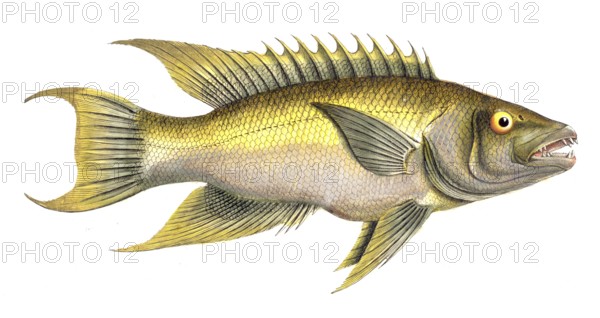 Fish, Fish, Sea bream family, Sparus falcatus, Siechelflosser, Historical, digitally restored