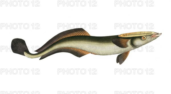 Fish, Fish, Echeneis naucrates, Live sharksucker or slender sharksucker, Historic, digitally