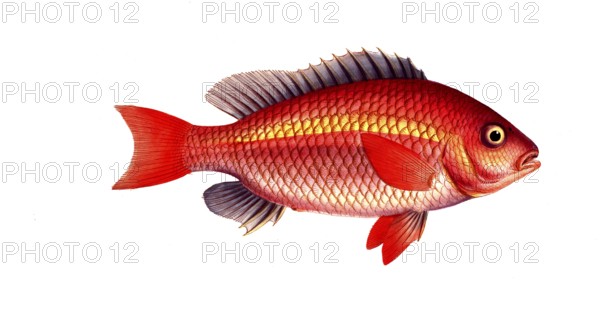 Fish, Fish, Genus of bannerfish, Anthias Vosmeri, Scolopsis vosmeri, White-cheeked false snapper,