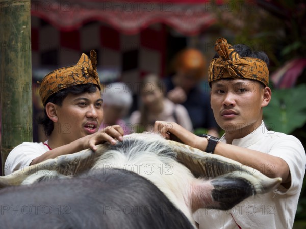 Men with buffalo, funeral ceremony, Tana Toraja, Sulawesi, Indonesia, Asia