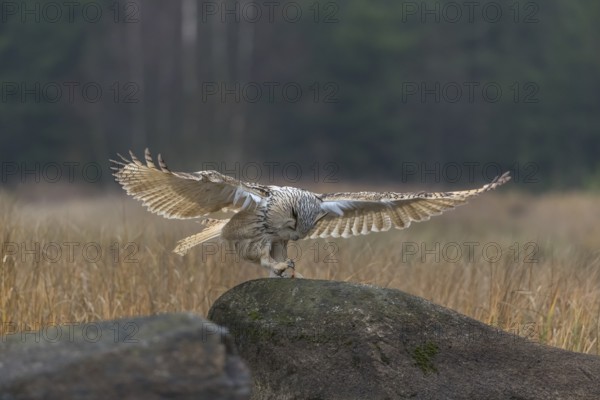 One Siberian Eagle Owl (Bubo bubo sibiricus) landing on a rock between tall reed grass lakeshore on
