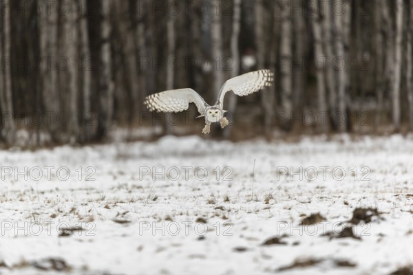 One snowy owl, Bubo scandiacus, Bubo scandiaca, Nyctea scandiaca flying over a snowy meadow with a
