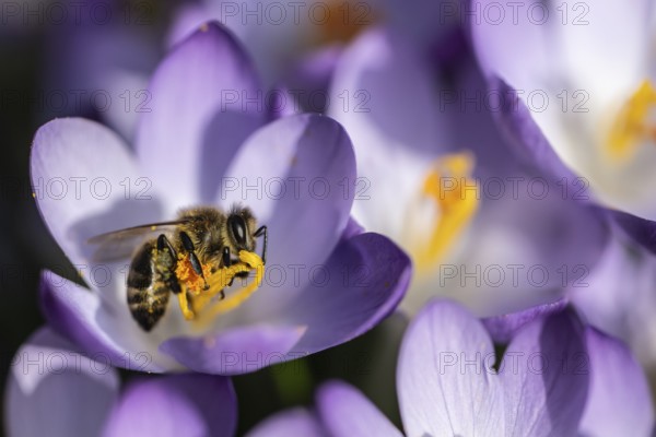 Elfin crocus (Crocus tommasinianus) with honey bee (Apis mellifera), Emsland, Lower Saxony,