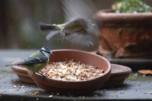 Blue tit (Cyanistes caeruleus) fetching food from a flower bowl, Bavaria, Germany, Europe
