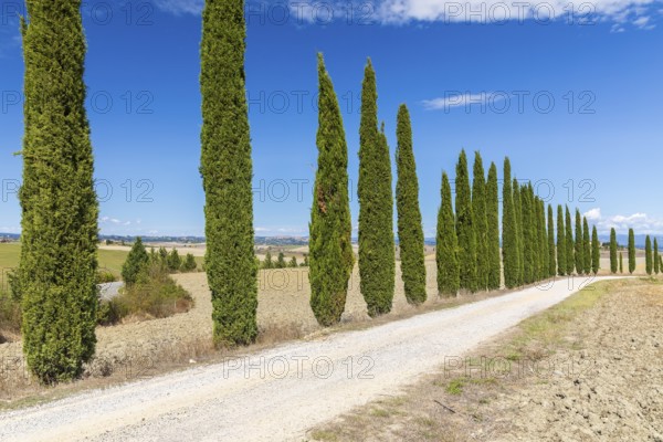 Long half avenue with columnar cypresses (Cupressus sempervirens) near Siena, Tuscany, Italy,