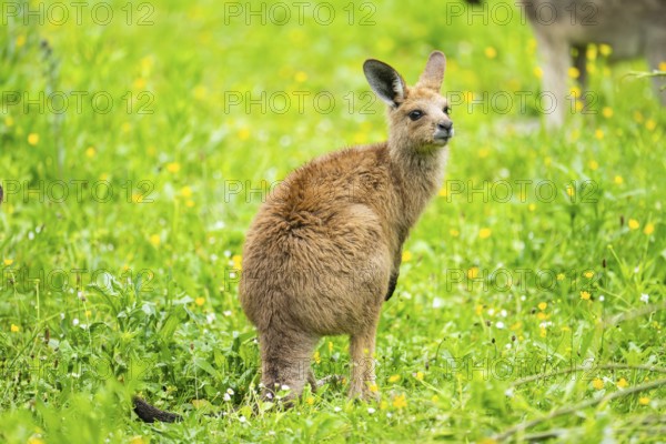 Eastern grey kangaroo (Macropus giganteus) on a meadow, Bavaria, Germany, Europe