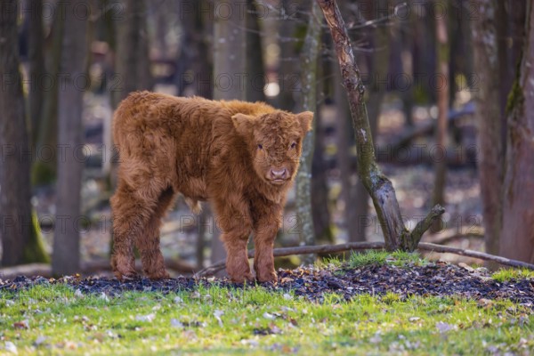 One Highland calf (Bos (primigenius) taurus) stands at a forest edge