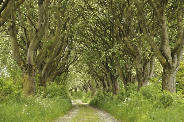 The avenue of rowan, (Sorbus), Swedish whitebeam in Thuringia