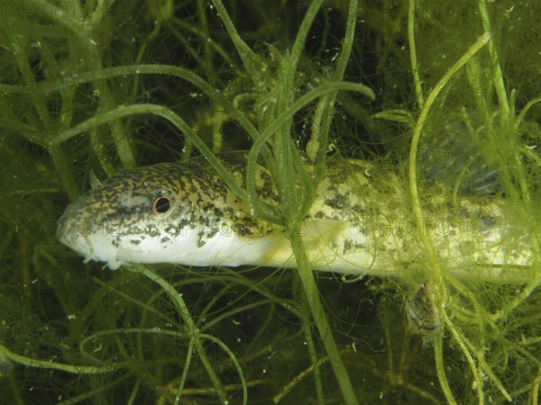 Common loach (Barbatula barbatula) hiding in dense underwater plants, Wildsau dive site, Berlingen,