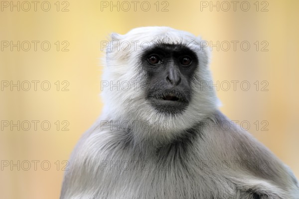Northern plains gray langur (Semnopithecus entellus), adult, portrait, alert