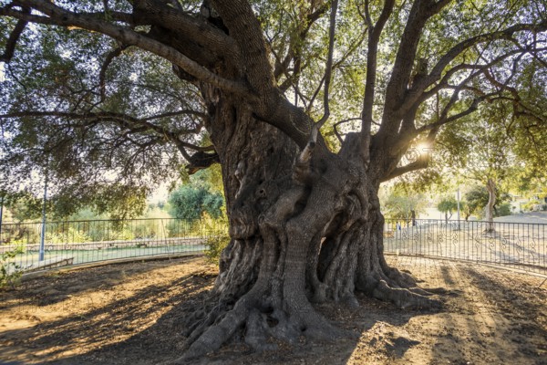 Ancient 1000-year-old olive tree, Santa Maria Navarrese, Gulf of Orosei National Park, Baunei,