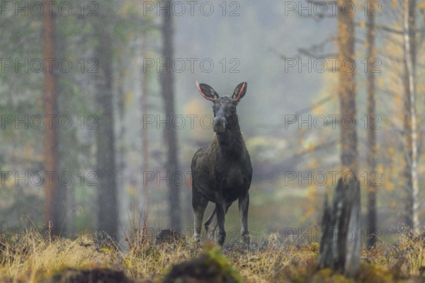 Moose, elk (Alces alces) young bull, male in the rain with small blood red antlers after shedding