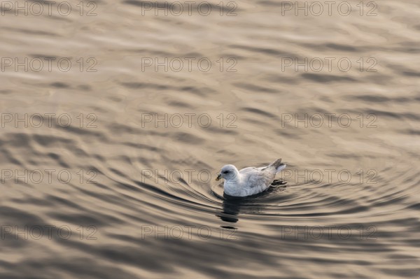 Northern fulmar (Fulmaris glacialis) swimming on the sea, Barents Sea, Northeast Iceland, Svalbard