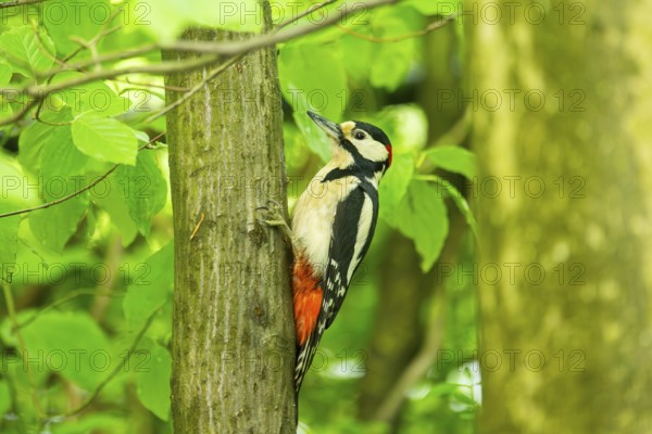 Great spotted woodpecker (Dendrocopos major) sitting on a branch, Bavaria, Germany, Europ, Europe