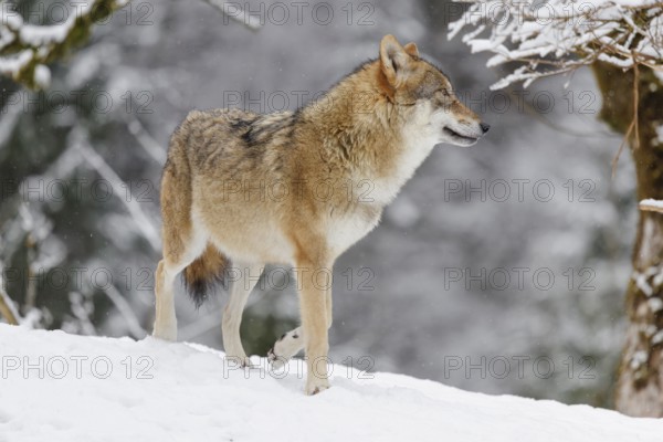 An adult female grey wolf (Canis lupus lupus) stands on a sloping, snow-covered meadow on a cold,