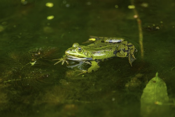 Edible frog (Pelophylax esculentus) in a little lake in the water, Bavaria, Germany, Europe