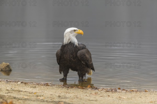 One Bald Eagle, Haliaeetus leucocephalus, standing in the shallow water ashore a small pond on a