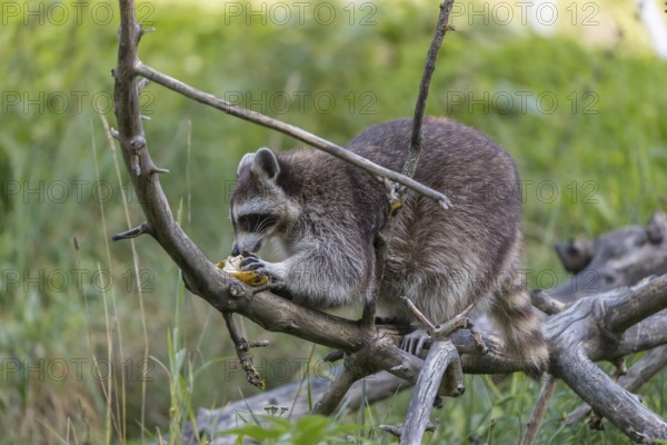 One Raccoon, procyon lotor, climbing on branches of a fallen tree and feeding on a found banana