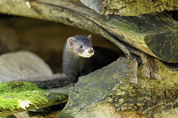 European polecat (Mustela putorius) or forest polecat, standing on woodpile, captive, Switzerland,