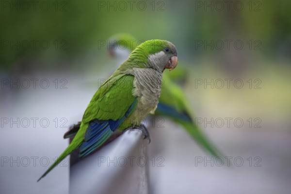 Free-living monk parakeets (Myiopsitta monachus) in a park in Buenos Aires, Argentina, South