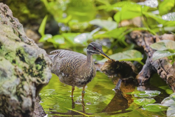 A sunbittern (Eurypyga helias) walks through a shallow creek in a forest searching for food