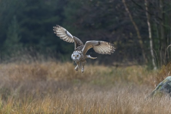 One Siberian Eagle Owl (Bubo bubo sibiricus) flying over tall reed grass lakeshore on an autumnal
