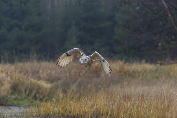 One Siberian Eagle Owl (Bubo bubo sibiricus) flying over tall reed grass lakeshore on an autumnal