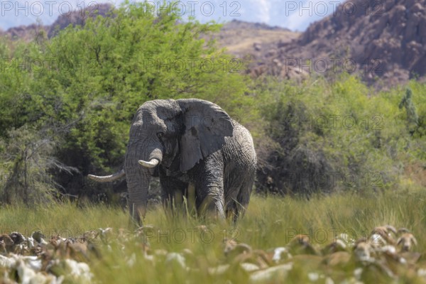 African elephant (Loxodonta africana), in the green Ugab river valley, desert elephant and herd of