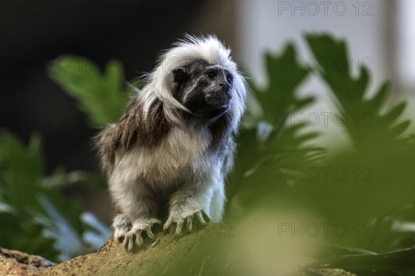 Liszt monkey (Saguinus oedipus), captive, Baden-Württemberg, Germany, Europe