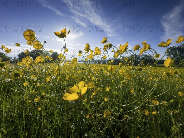 Flower meadow, buttercup, buttercup (Ranunculus acris), behind Lake Starnberg, Bavaria, Germany,