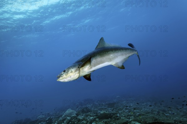 Kobia or officer's perch (Rachycentrum canadum), adult, seeks proximity to reef manta ray (Mobula