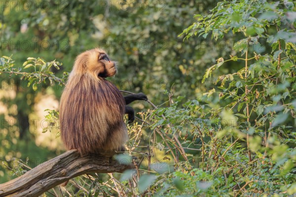 A male Gelada (Theropithecus gelada), or bleeding-heart monkey sits in beautiful light on a tree