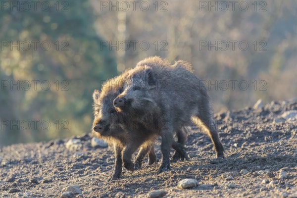 Two young wild boars (Sus scrofa) play fighting and dominance on a frozen field on a sunny day. A