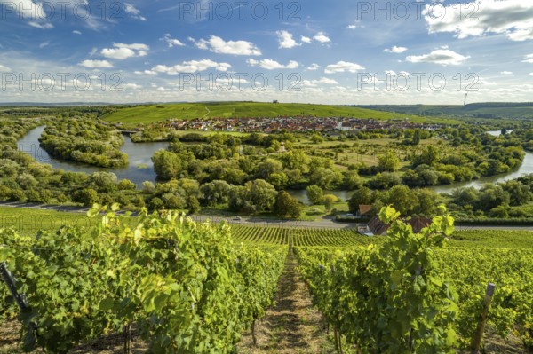 Vineyard at the Volkacher Mainschleife, Volkach, Lower Franconia, Bavaria, Germany, Europe