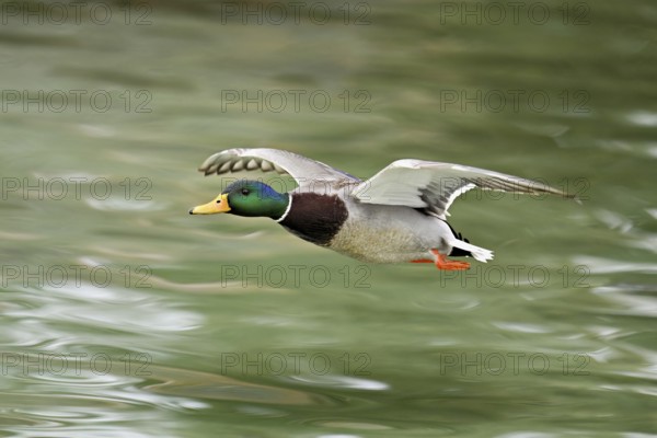 Mallard (Anas platyrhynchos), drake in flight, Switzerland, Europe