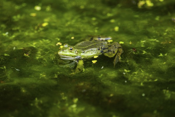 Edible frog (Pelophylax esculentus) in a little lake in the water, Bavaria, Germany, Europe