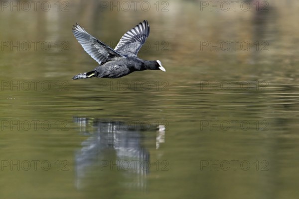 Eurasian Coot (Fulica atra), adult bird flying over the water, Flachsee, Canton Aargau,