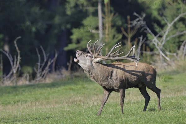 Red deer (Cervus elaphus) during the rutting season, a large stag roaring in a forest clearing,